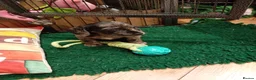 Mixed Breed dogs for sale: Miniature schnoxies  - Advert 16