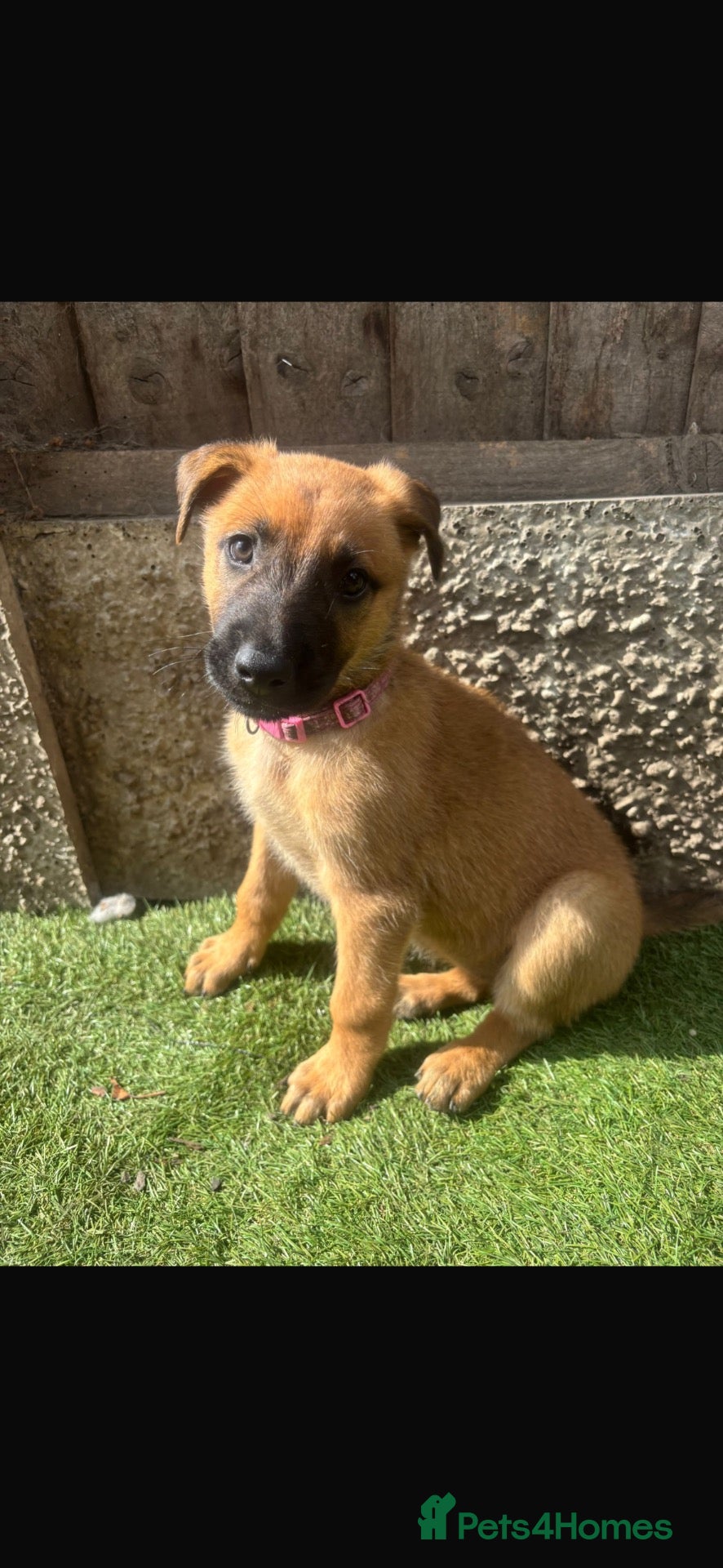 German Shepherd dogs Dutch X German Shepherd Puppies - Advert 18