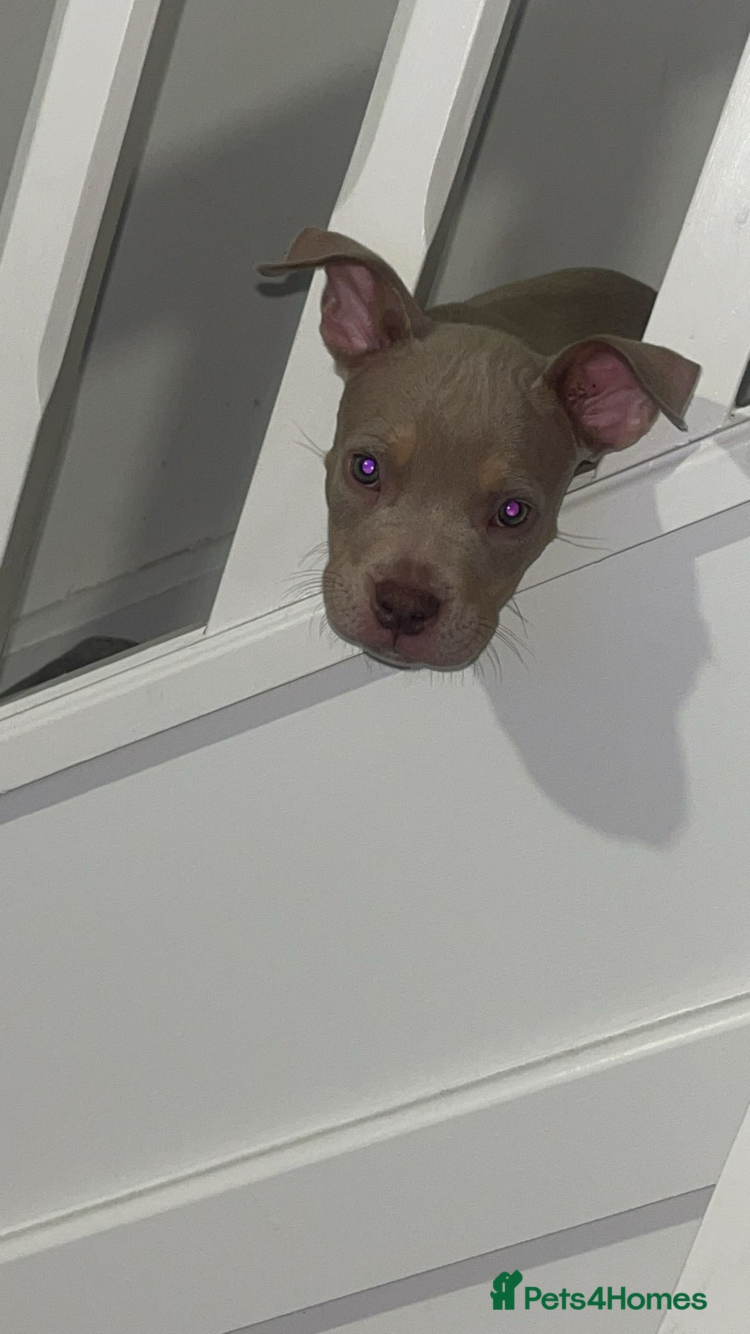 American Bully dogs for sale: 🦍🩸cowboy🤠- micro bully’s for sale  - Image 4