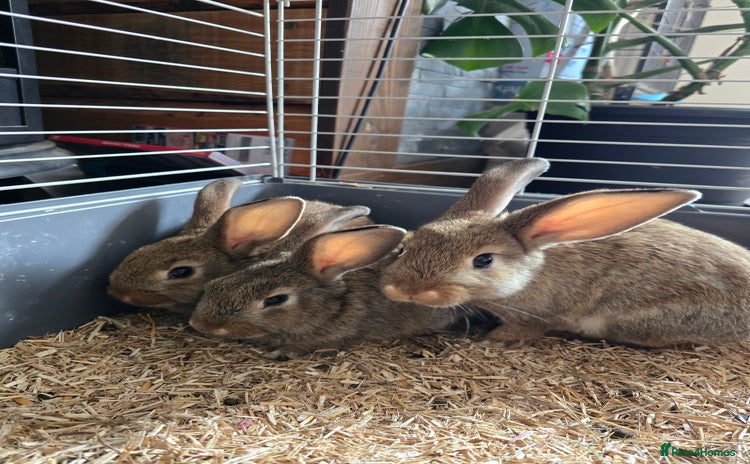 Mixed Breed rabbits - Advert 2