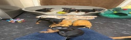 Miniature Pinscher dogs for sale: Beautiful Miniature Pinscher . - Advert 18