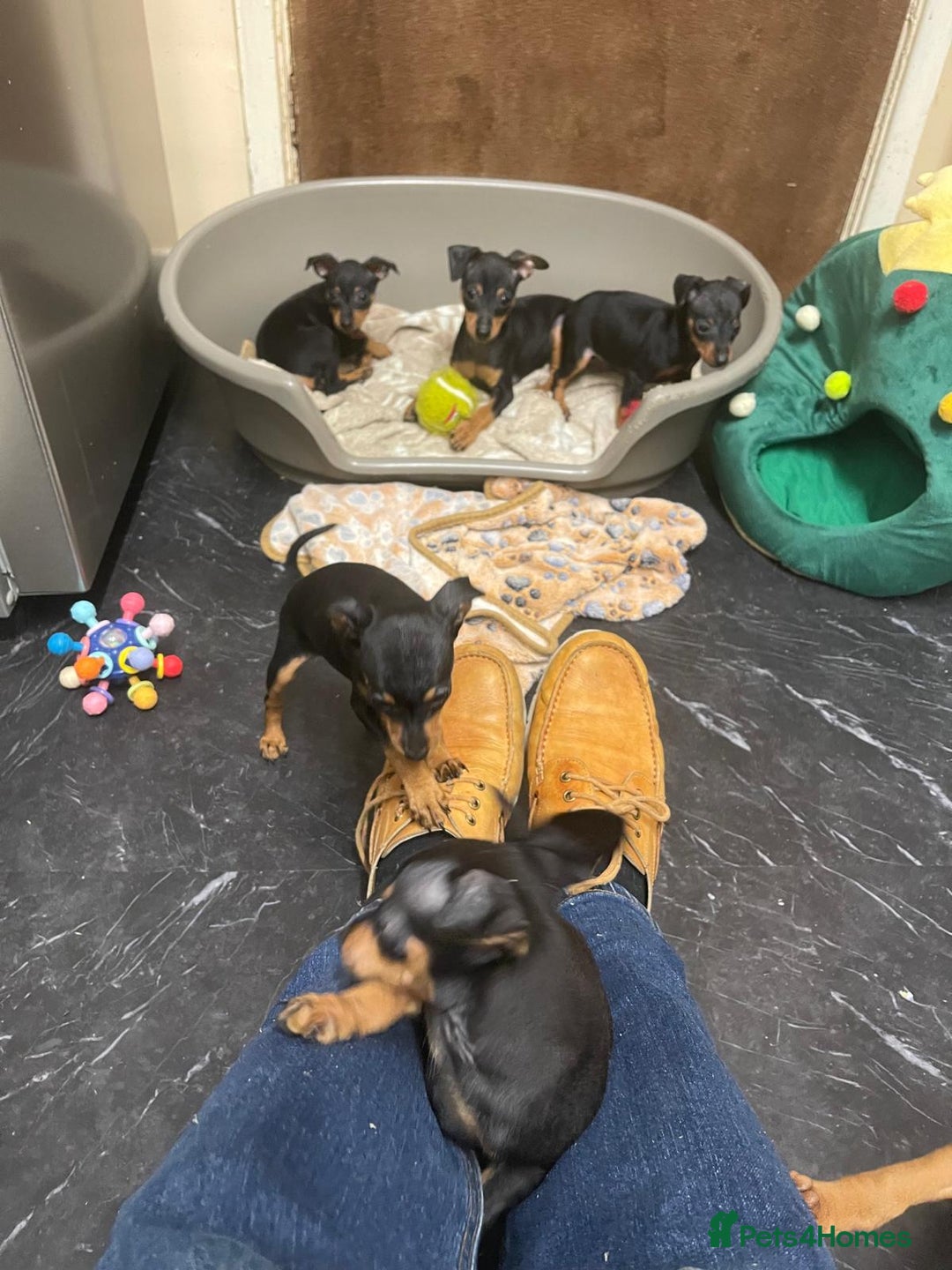 Miniature Pinscher dogs for sale: Beautiful Miniature Pinscher . - Advert 18