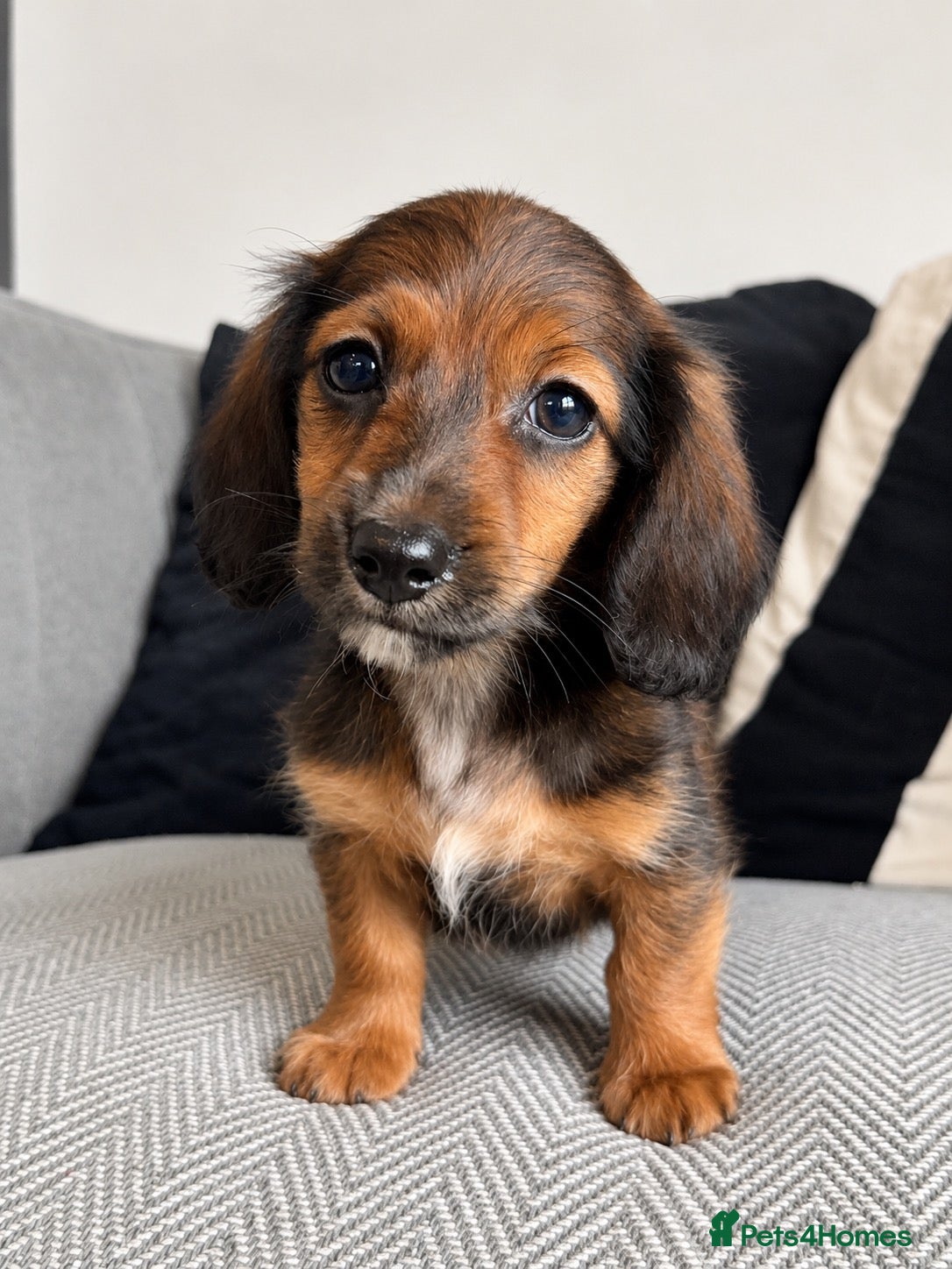 Miniature Dachshund dogs Ready Now! KC Reg Longhaired Miniature Dachshunds  - Advert 4