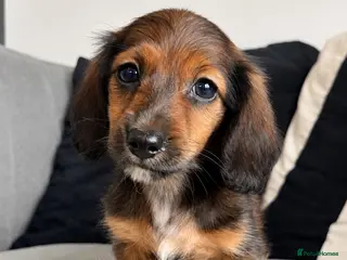 Miniature Dachshund dogs Ready Now! KC Reg Longhaired Miniature Dachshunds - Advert 4