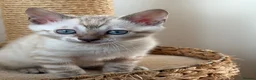 Bengal cats for sale: Albino & Snow Lynx Bengal Kittens, TICA Regs - Advert 12