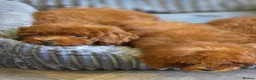 Toy Poodle dogs for sale: Asian toy poodle  - Advert 22