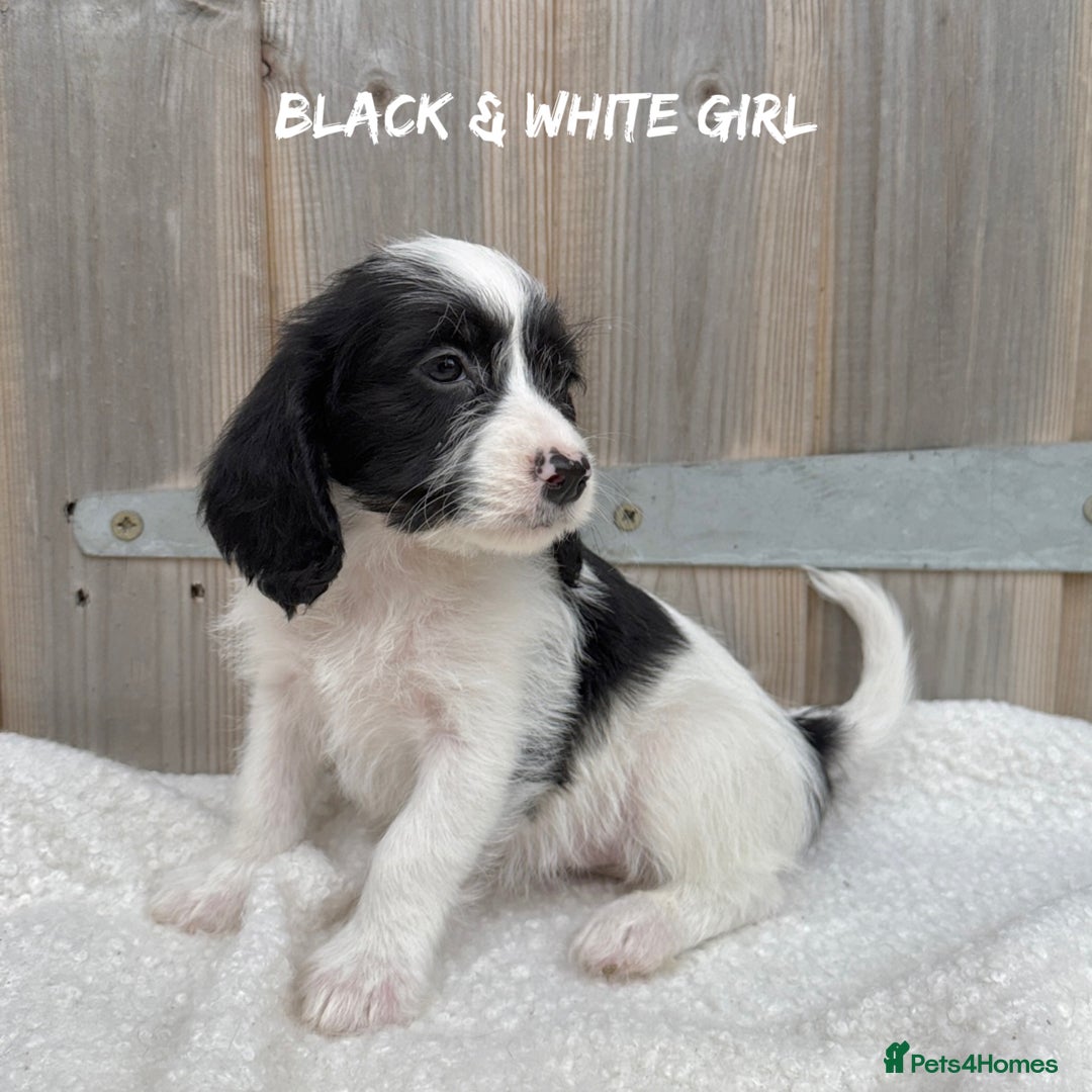 Mixed Breed dogs for sale: 🤎 BABY POOGLES (beagleXminiature poodle)🤎 in Rhayader - Image 13