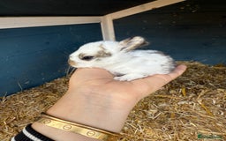 Harlequin rabbits for sale: Harlequin Baby rabbits for sale   - Image 17