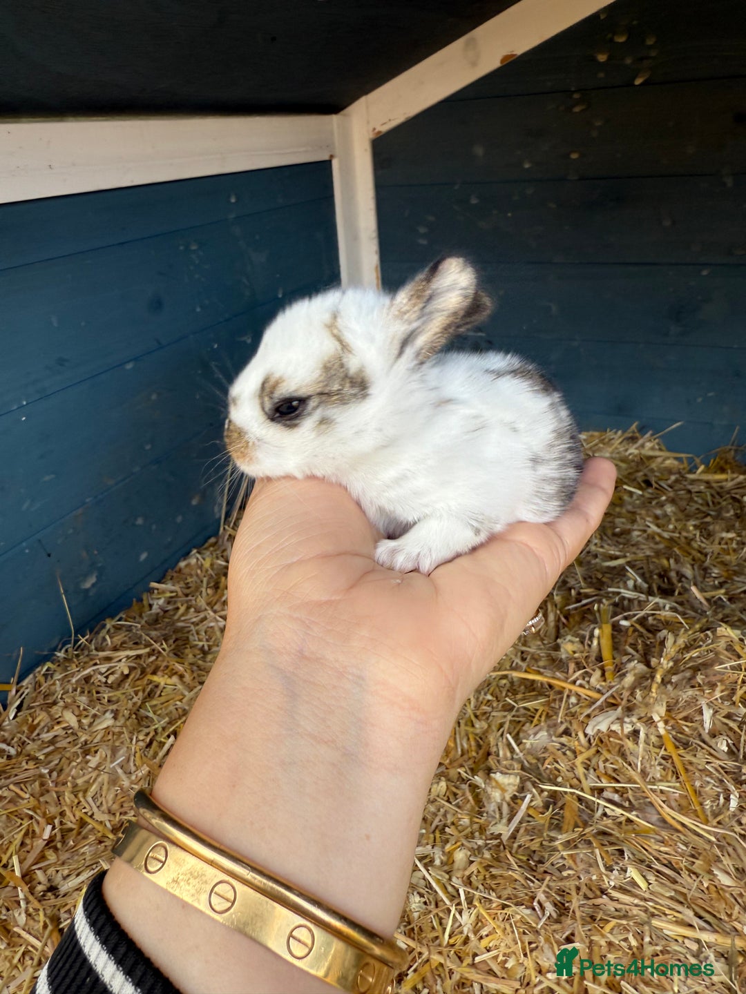 Harlequin rabbits for sale: Harlequin Baby rabbits for sale   - Image 17