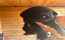 Mixed Breed dogs for sale: Rottie cross lab  - Image 16