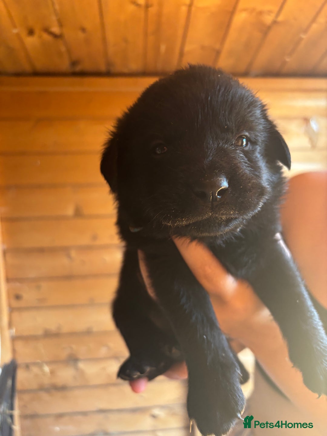 Mixed Breed dogs for sale: Rottie cross lab  - Image 16