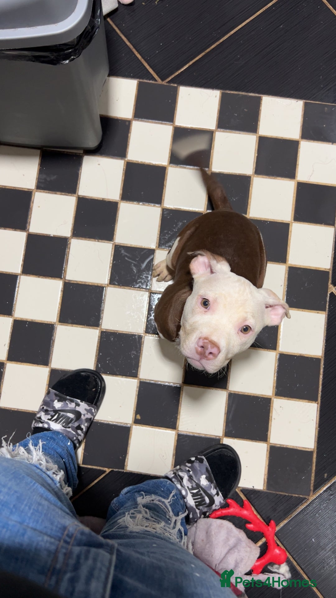 Mixed Breed dogs for sale: Mixed breed pups  - Advert 13