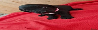 Doxiepoo 5