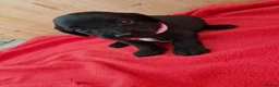 Doxiepoo dogs for sale: 6 doxiepoos - Advert 10