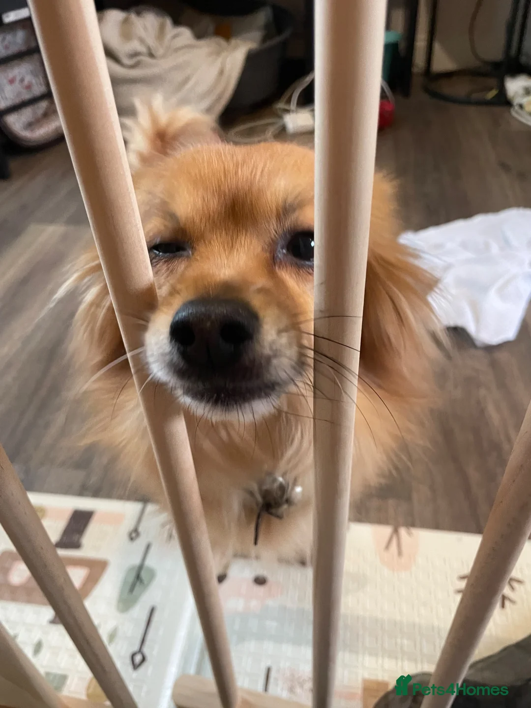 Pomchi dogs for sale: 5 year old PomChi looking for a new home - Advert 2