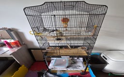 Cockatiels birds for sale: Male and Female Cocktail for sale - Image 2