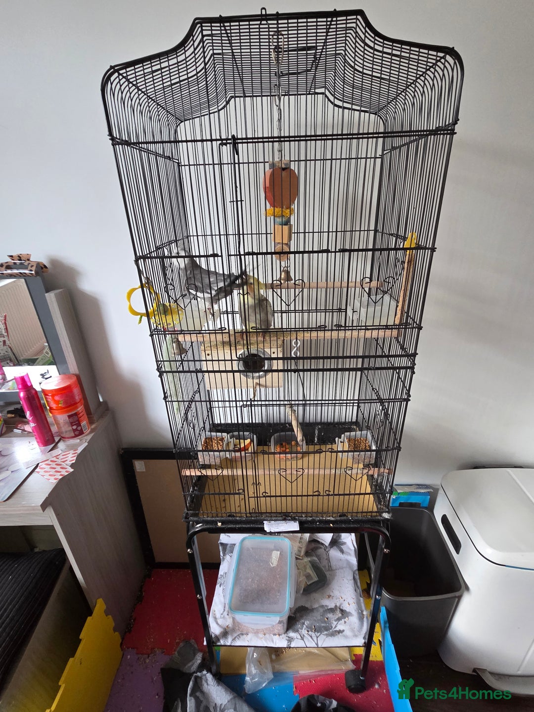 Cockatiels birds for sale: Male and Female Cocktail for sale - Image 2