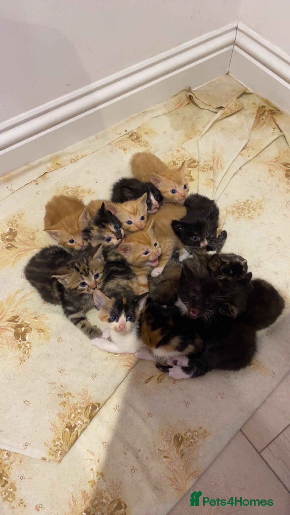 Mixed Breed cats selling 2-3 month old kitties - Advert 5