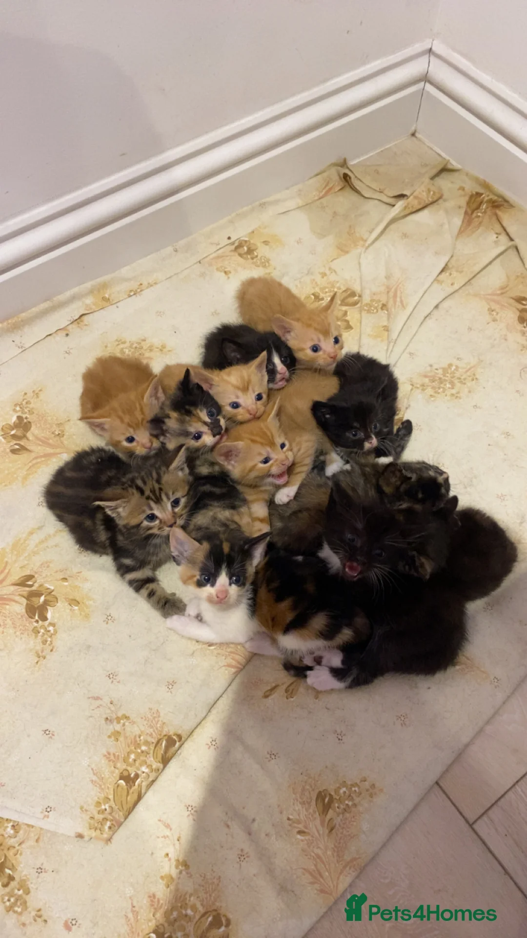 Mixed Breed cats for sale: selling 2-3 month old kitties - Advert 1