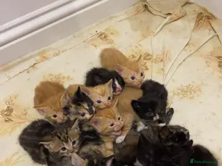 Mixed Breed cats selling 2-3 month old kitties - Advert 7