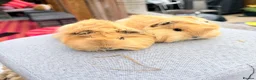 Guinea Pig rodents for sale: Swiss & Peruvians baby’s available  - Advert 7