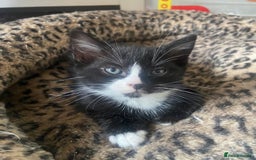 Mixed Breed cats for sale: Adorable kittens for sale - Image 8