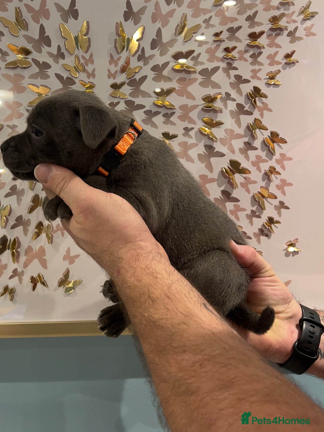 Staffordshire Bull Terrier dogs for sale: Adorable BLUE KC Pups *BULLSCAFF BLOODLINE* - Advert 13