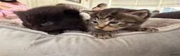 Mixed Breed cats for sale: 🐾 4 Adorable Kittens 🐱 Raised With Love ❤️ - Advert 3