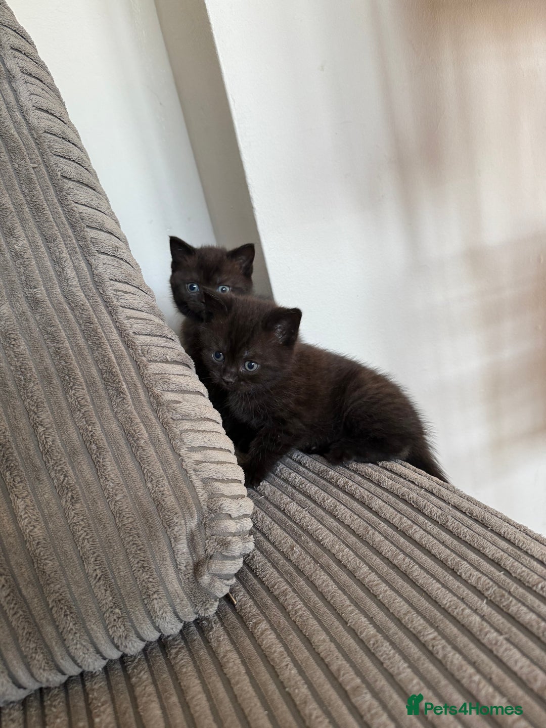 British Shorthair cats for sale: British shorthair kittens  - Image 11