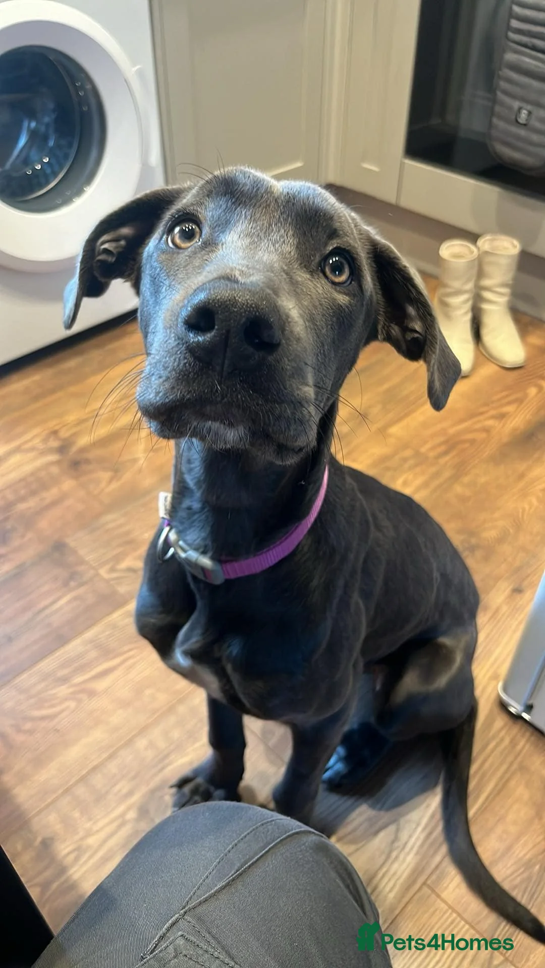 Mixed Breed dogs for sale: 2 year old Bullgreyhound Lurcher in Doncaster - Advert 3