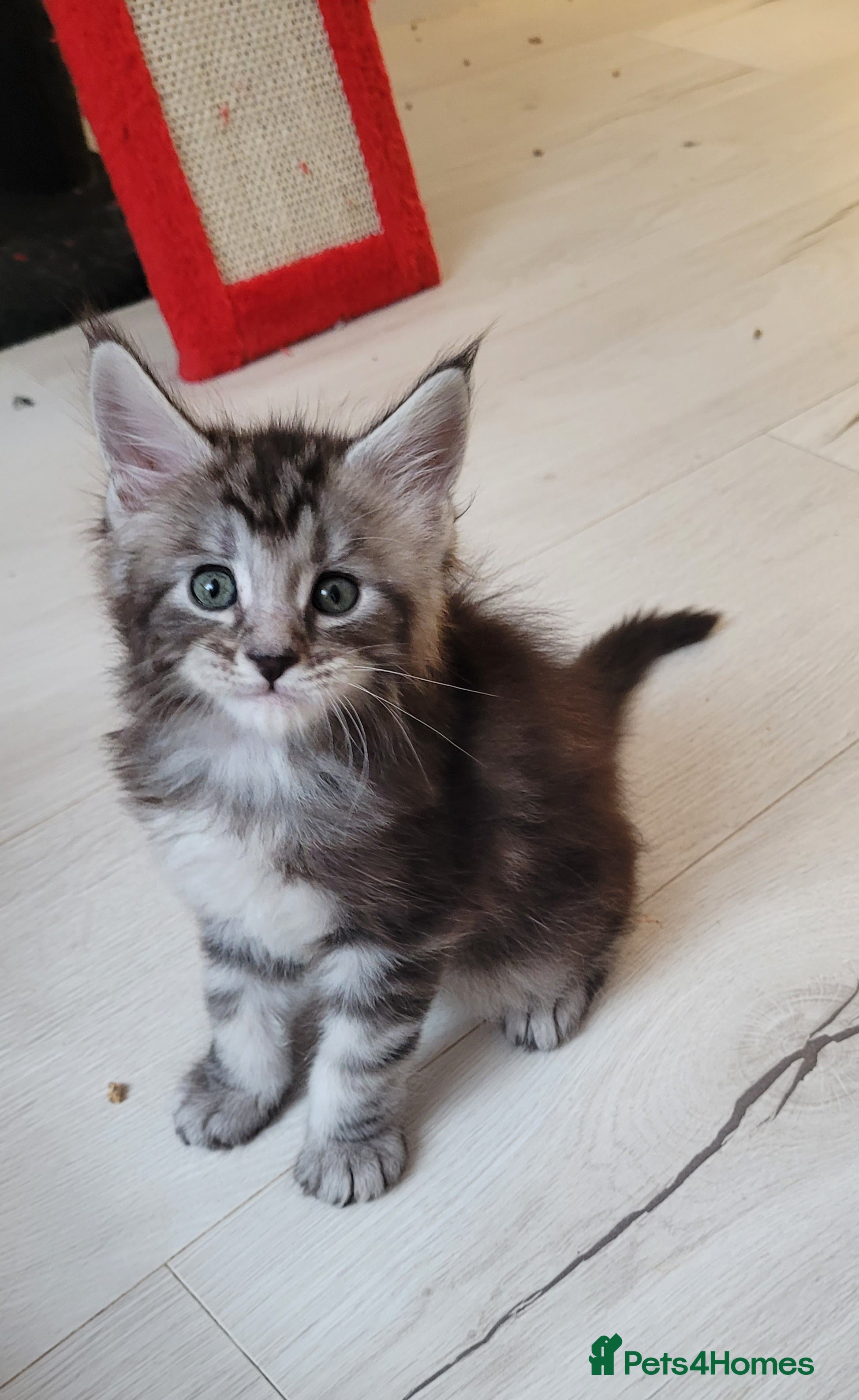 Maine Coon cats Tica registered maine coon kittens  - Advert 1