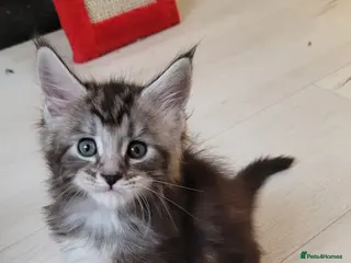 Maine Coon cats Tica registered maine coon kittens - Advert 1