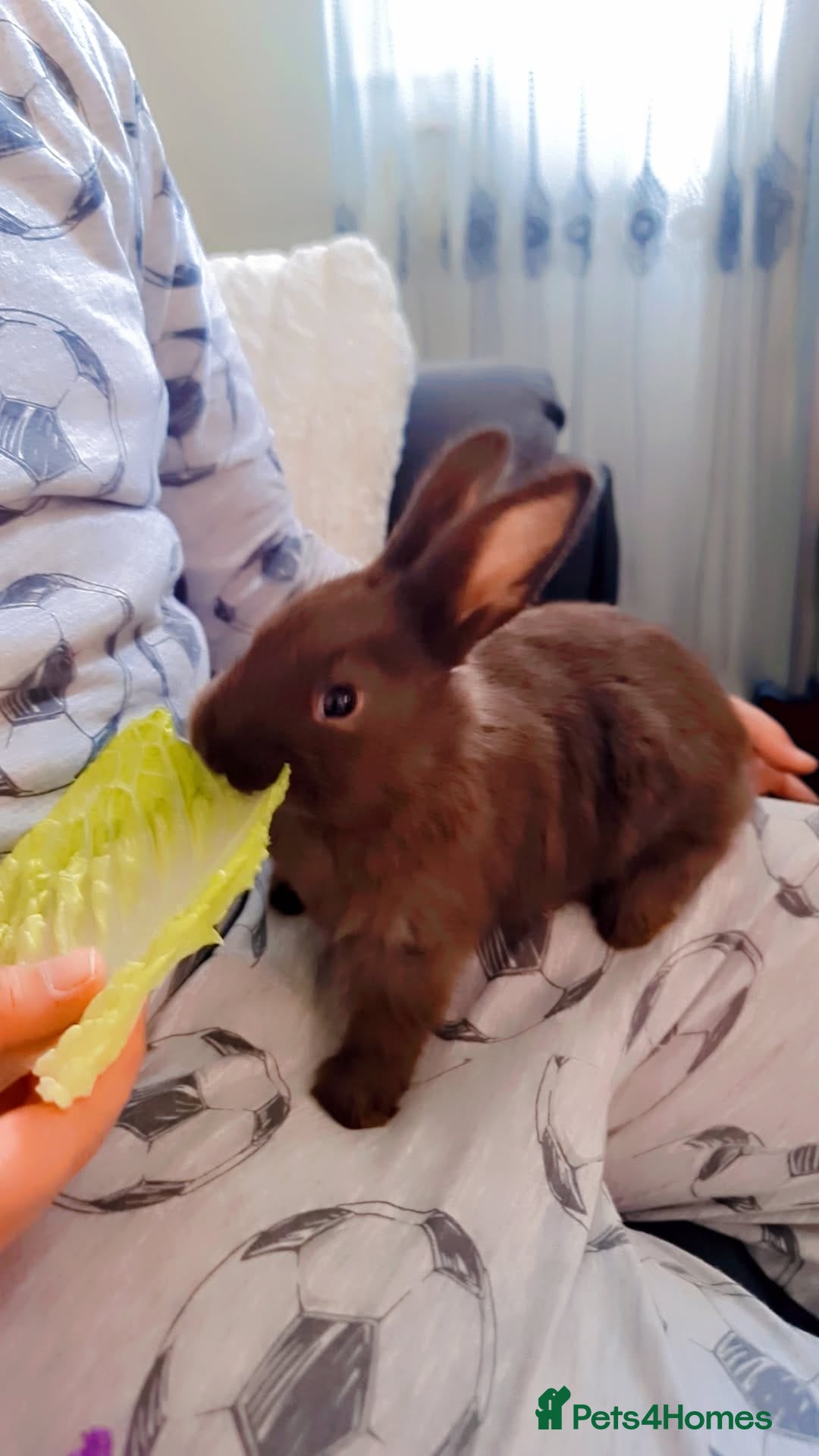 Alaska rabbits for sale: Alaskan rabbits - Advert 2