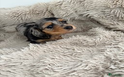 Miniature Dachshund dogs for sale: Long haired mini male dachshunds pups KC reg  - Image 26