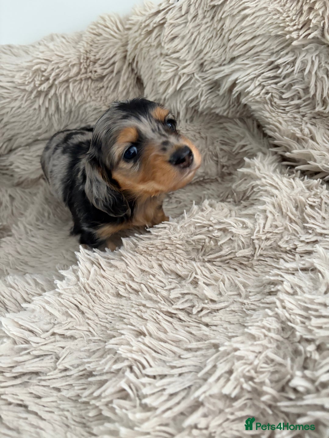 Miniature Dachshund dogs for sale: Long haired mini male dachshunds pups KC reg  - Image 26