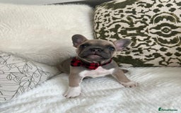French Bulldog dogs for sale: Quality French Bulldog Puppies L4 carriers - Image 8