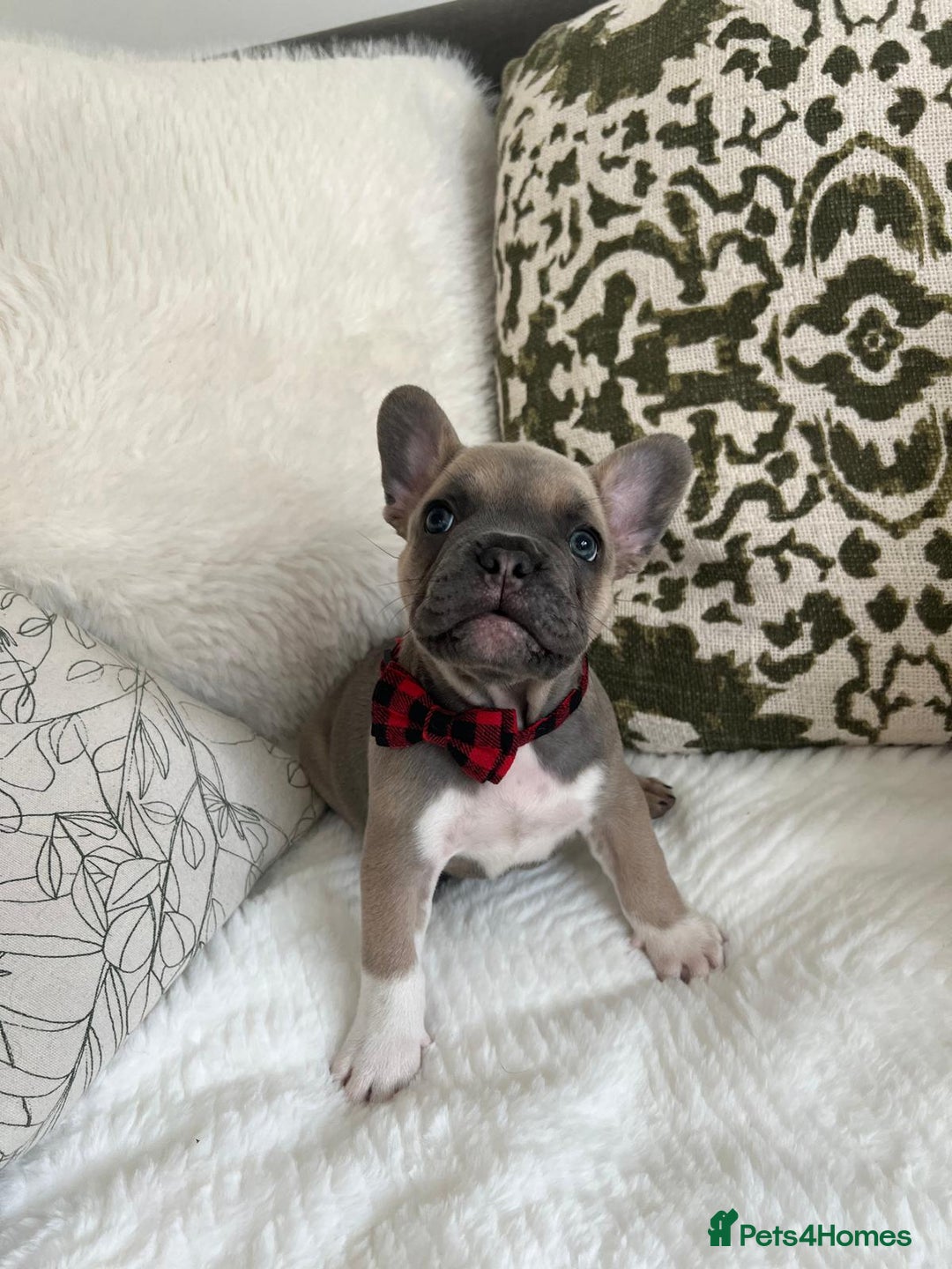 French Bulldog dogs for sale: Quality French Bulldog Puppies L4 carriers - Image 8
