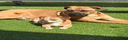 Mixed Breed dogs for sale: Cross breed Dogue de Bordeux  - Advert 4