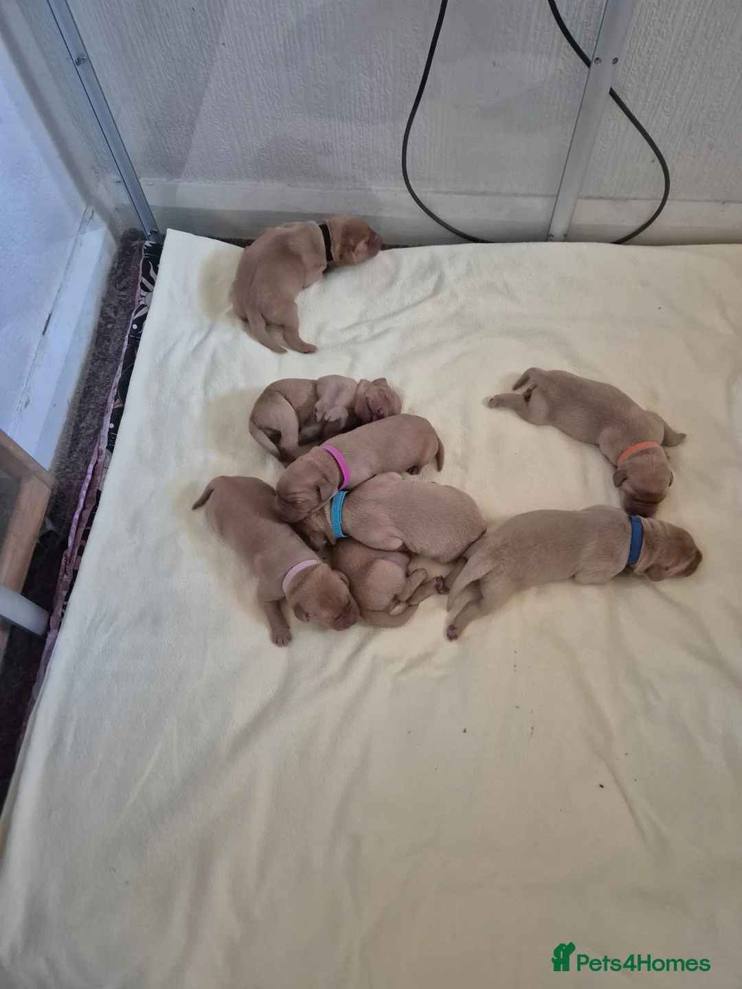 Labrador Retriever dogs for sale: Redfox Labrador  in Wigton - Advert 7