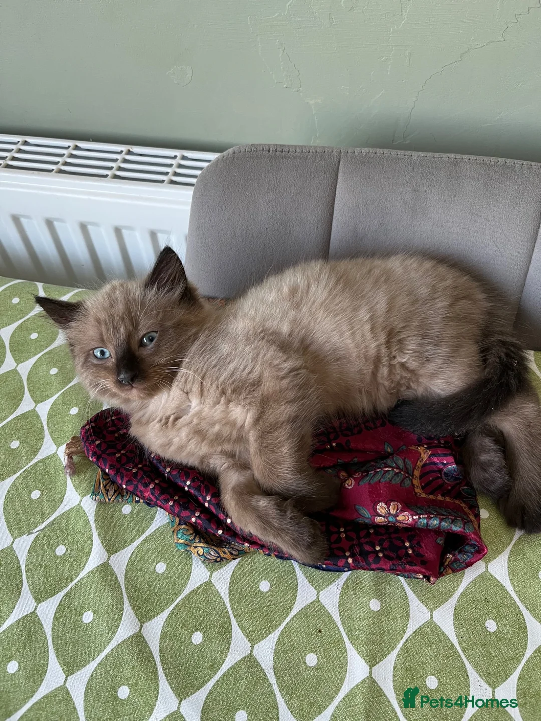 Mixed Breed cats for sale: Beautiful Male kitten  in Camborne - Advert 2
