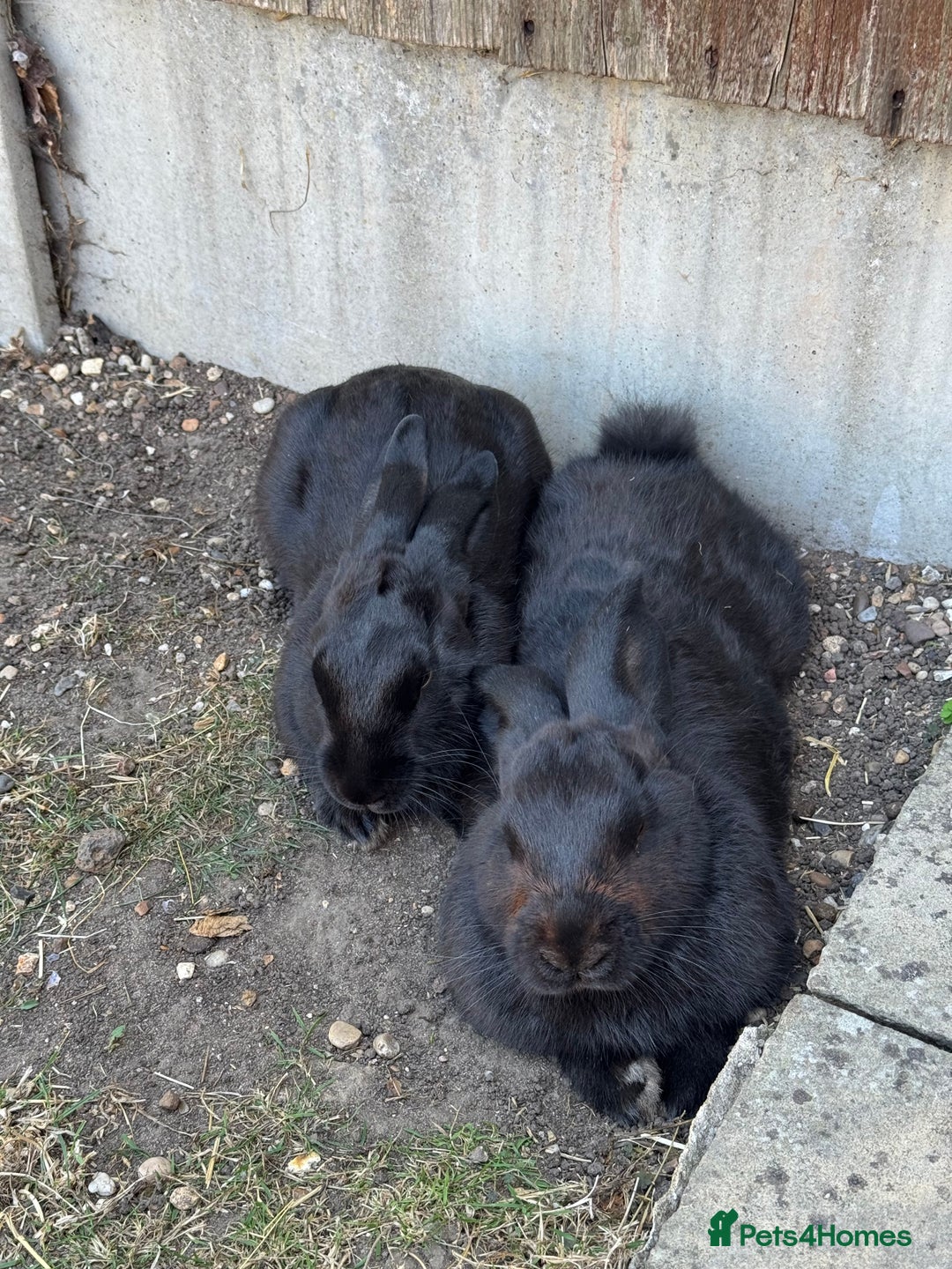 Harlequin rabbits for sale: Two male Rabbits - Image 7
