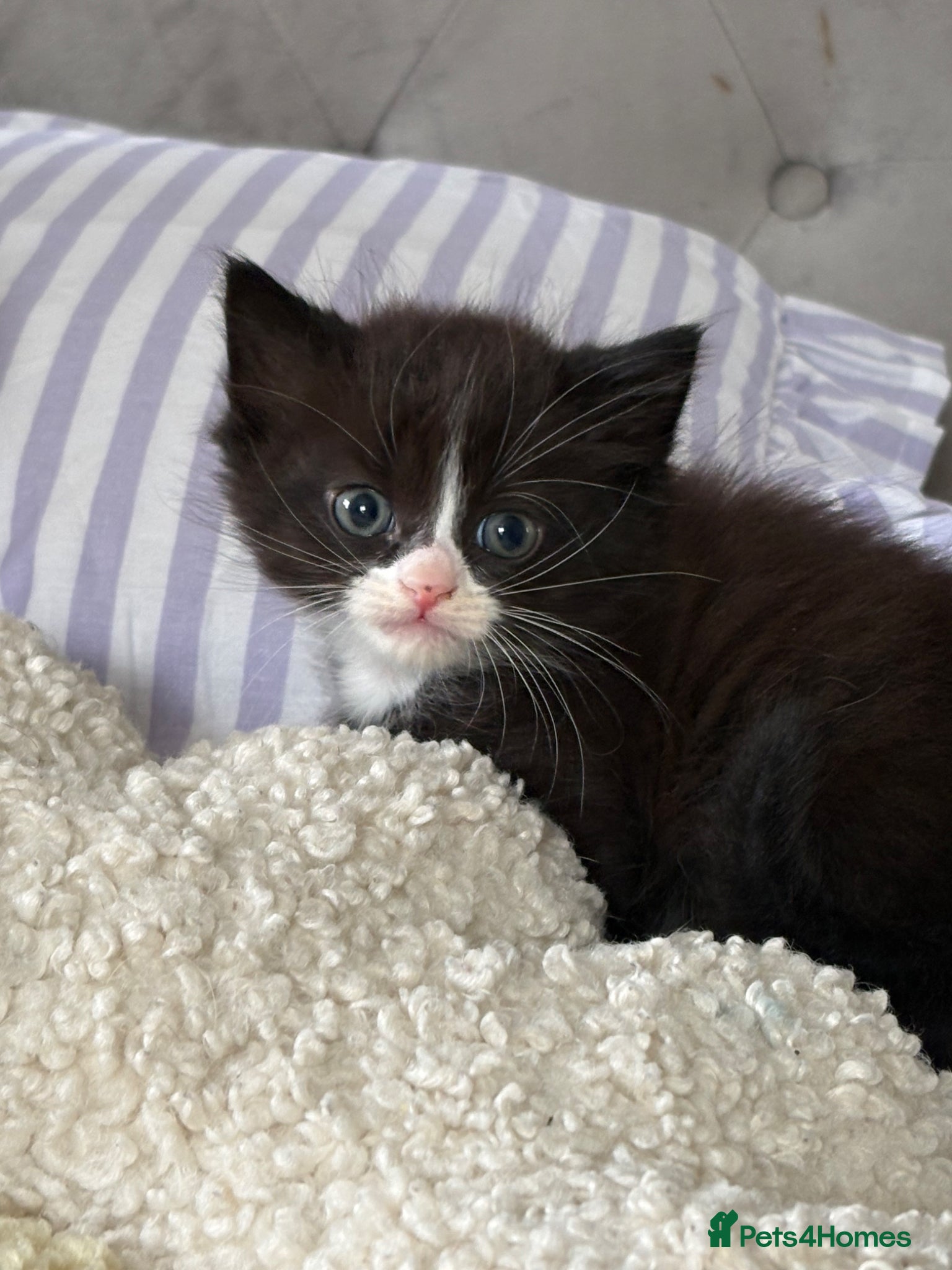 Mixed Breed cats Male black and white kitten  - Advert 1