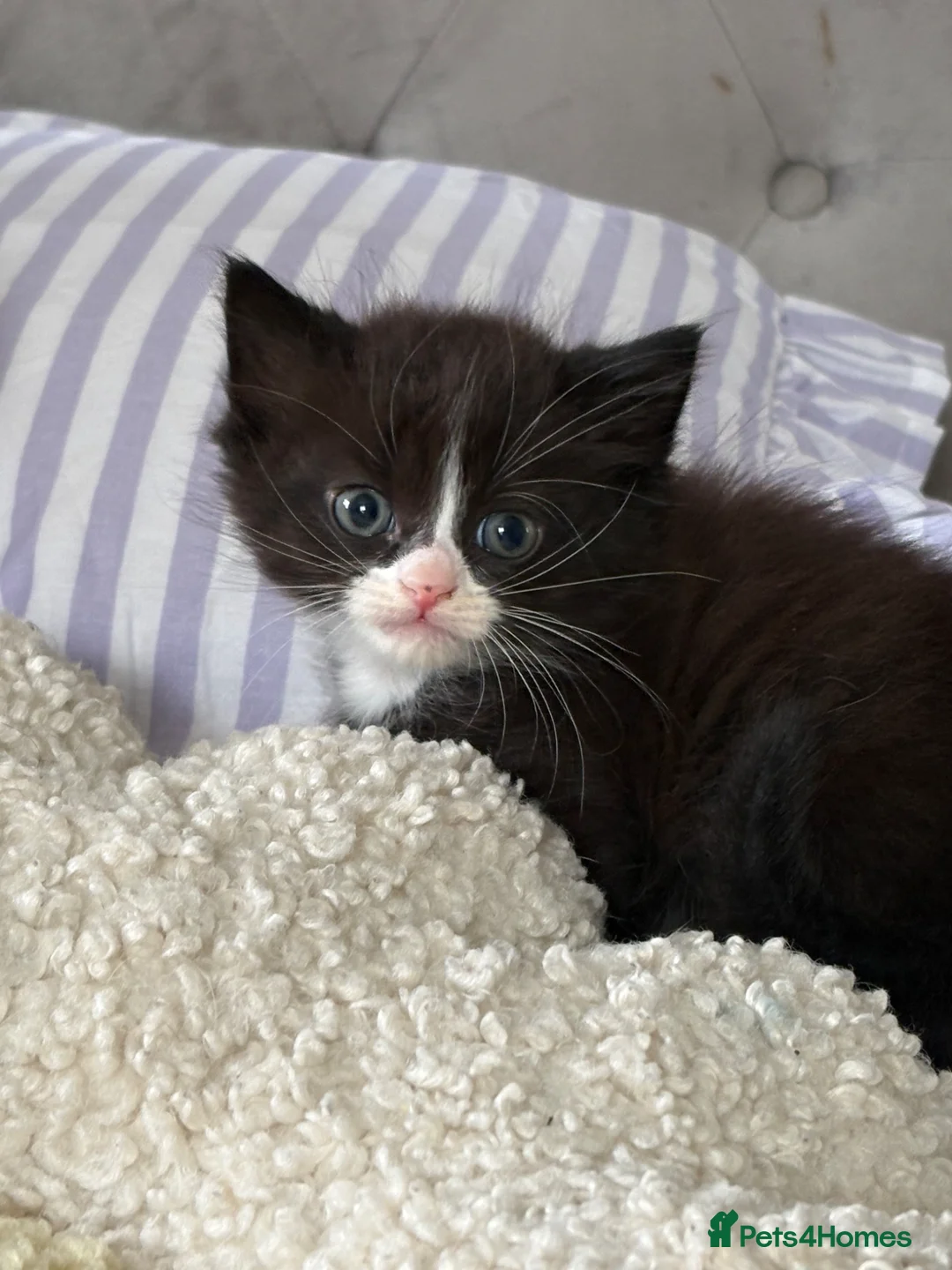 Mixed Breed cats for sale: Male black and white kitten  - Advert 1