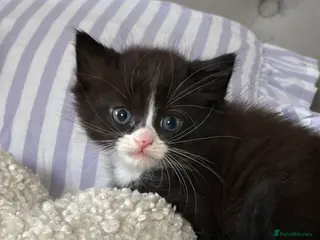 Mixed Breed cats Male black and white kitten - Advert 1