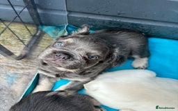 French Bulldog dogs for sale: Quality 5star🌟full visual fluffy French bulldogs  - Image 13