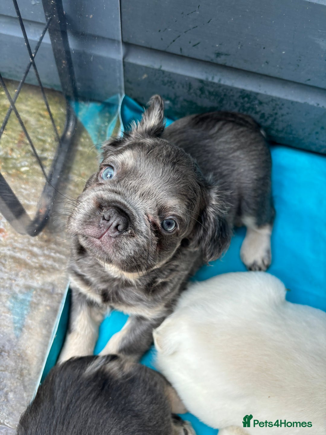 French Bulldog dogs for sale: Quality 5star🌟full visual fluffy French bulldogs  - Image 13