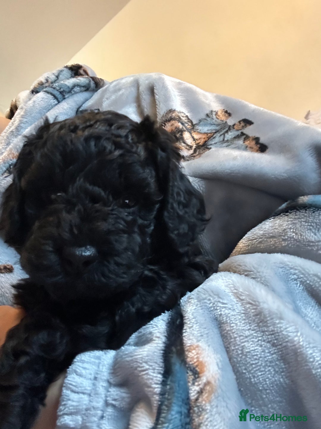 Cockapoo dogs for sale: Cockapoo puppies for Sale - Image 2