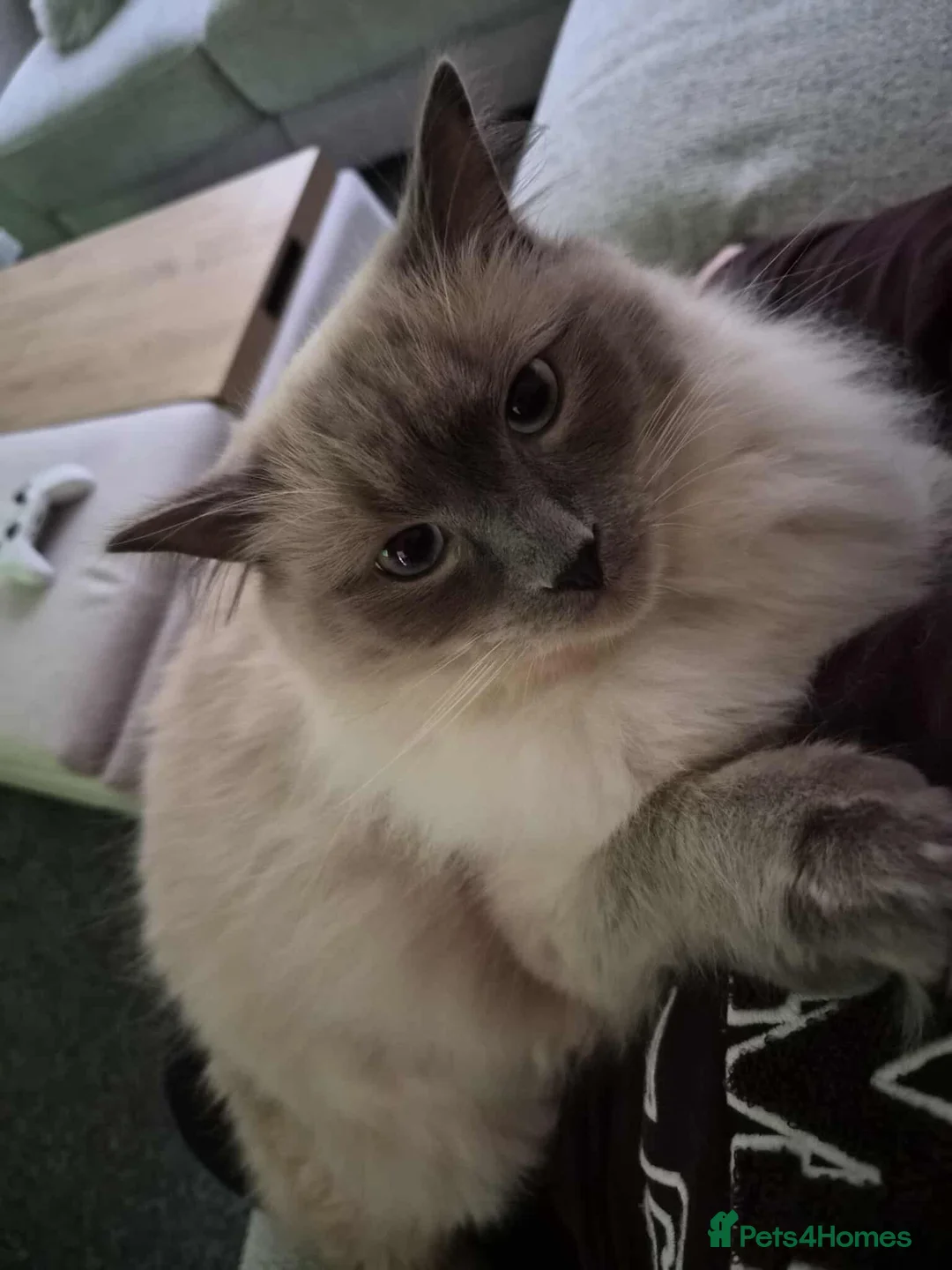 Mixed Breed cats for sale: Mainecoon kitten - Advert 14