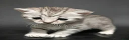 British Shorthair cats for sale: Adorable Silver Tabby Kittens 2 boys in Accrington - Advert 8