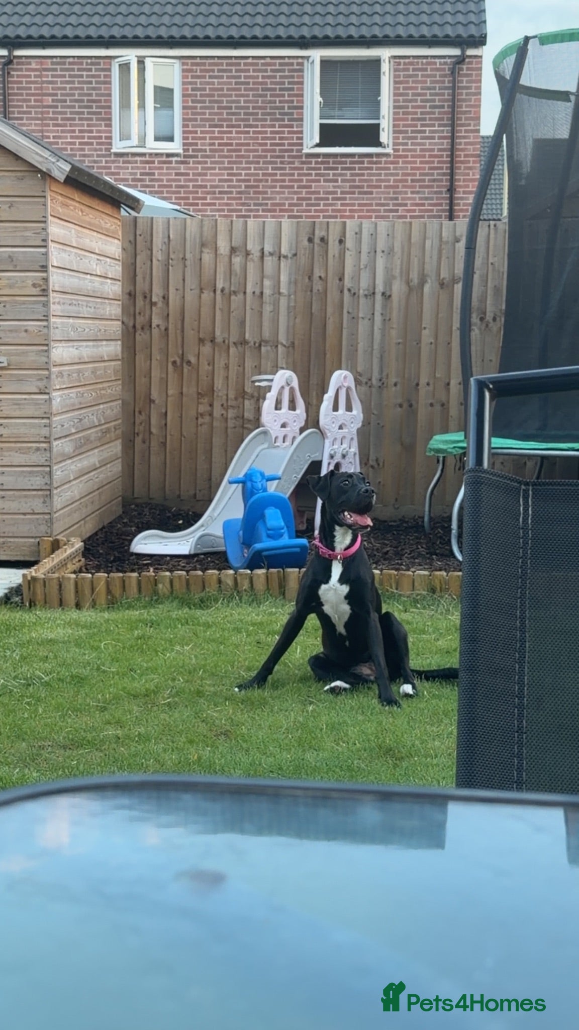 Mixed Breed dogs Needing to rehome Mavis - Advert 1